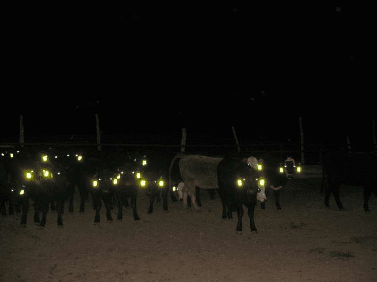 reflective livestock cattle ear tags